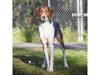Adopt Ace a Treeing Walker Coonhound