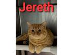 Adopt Jereth a Domestic Short Hair