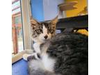 Adopt WICKET a Domestic Short Hair