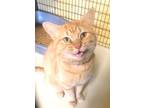 Adopt SLATER a Tabby, Domestic Short Hair