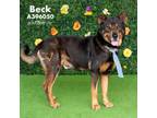 Adopt BECK a German Shepherd Dog, Mixed Breed