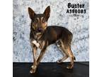 Adopt BUSTER a German Shepherd Dog, Mixed Breed