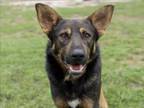 Adopt MEATBALL a German Shepherd Dog, Mixed Breed