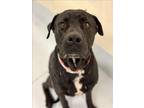 Adopt CROSBY a Pit Bull Terrier, Mixed Breed