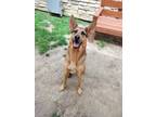 Adopt Anakin a German Shepherd Dog, Mixed Breed