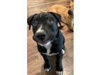 Adopt DIAMOND PUP Ross Geller a Labrador Retriever, Plott Hound