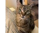 Adopt Heston a Domestic Short Hair