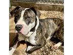 Adopt Tourna a Pit Bull Terrier