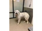 Adopt Snow a Great Pyrenees, Mixed Breed