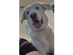 Adopt Hanz a Great Pyrenees