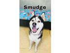 Adopt Smudge a Husky, Mixed Breed