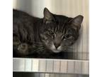 Adopt Purrsnickedee a Domestic Short Hair
