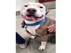 Adopt BO BABY a American Staffordshire Terrier