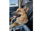 Adopt MAX a German Shepherd Dog