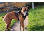 Adopt Livingston a Boxer