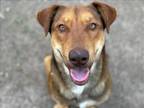 Adopt BUCKLEY a German Shepherd Dog, Mixed Breed