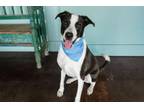 Adopt Landon a Great Dane, Border Collie