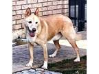 Adopt Sammy a Australian Cattle Dog / Blue Heeler, Golden Retriever