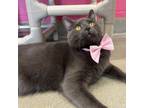 Adopt Cosmonaut a Domestic Short Hair