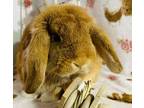 Adopt Cody a Mini Lop