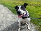 Adopt Joe a Pointer, Mixed Breed