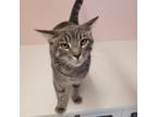 Adopt Alfalfa w/Darla a Domestic Short Hair