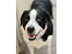 Adopt ROCKET a Border Collie, Bernese Mountain Dog