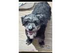 Adopt Hennessey a Schnauzer, Poodle