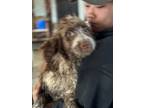 Adopt Gabriel a English Springer Spaniel, Poodle