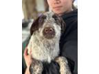 Adopt George a English Springer Spaniel, Poodle