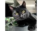 Adopt Parker - Adoption Fee Paid! a Domestic Short Hair