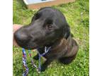 Adopt Thor a Newfoundland Dog, Labrador Retriever