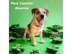 Adopt Paul Leonard Newman a Australian Cattle Dog / Blue Heeler