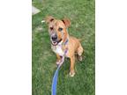 Adopt Kerplunk a Pit Bull Terrier, Mixed Breed