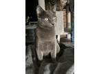 Adopt Drogo a Russian Blue