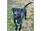 Adopt Jingle a Labrador Retriever