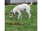 Adopt Dudley a Jack Russell Terrier, Whippet