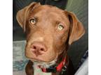 Adopt Theo a Labrador Retriever, Australian Cattle Dog / Blue Heeler