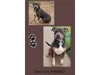 Adopt Dave a American Staffordshire Terrier