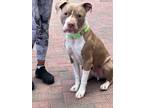 Adopt POLLUX a American Staffordshire Terrier