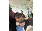 Adopt Benji a Mixed Breed