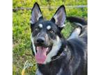 Adopt Iroh a German Shepherd Dog