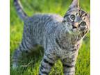 Adopt NOODLE - Amazing, Silly Kitten! a Bengal