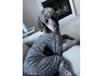 Adopt Apollo a Standard Poodle