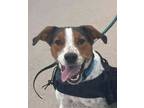 Adopt Ramsey a Hound, Cattle Dog