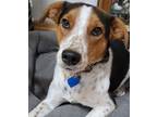 Adopt Ramsey a Hound, Cattle Dog