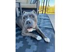 Adopt Mr. Snuffles a American Staffordshire Terrier