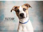 Adopt Fletcher a Labrador Retriever
