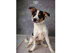 Adopt Toby a Australian Cattle Dog / Blue Heeler