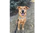 Adopt Teddy a Golden Retriever